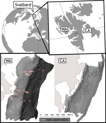 Comparison of macroalgae meadows in warm Atlantic versus cold Arctic regimes in the high-Arctic Svalbard